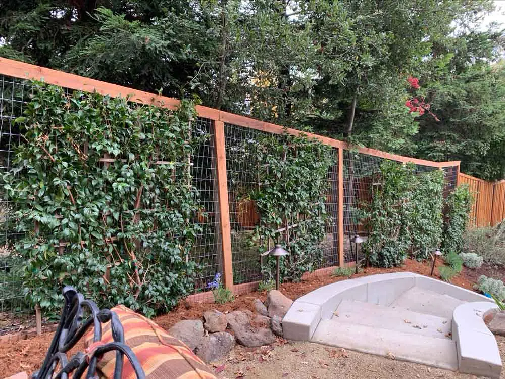 Staining & Restoration in Danville, CA